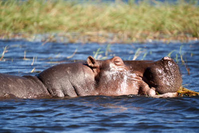 Chobe01