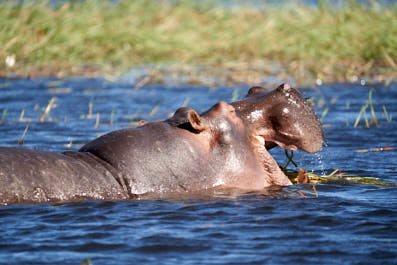 Chobe02