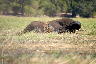 Chobe04