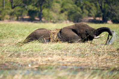 Chobe05