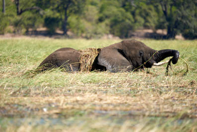 Chobe06