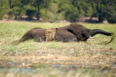 Chobe07