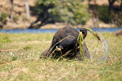 Chobe08