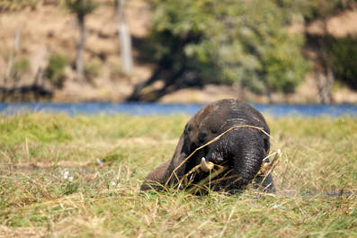 Chobe09