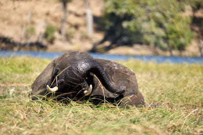 Chobe10