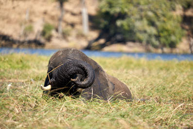 Chobe11
