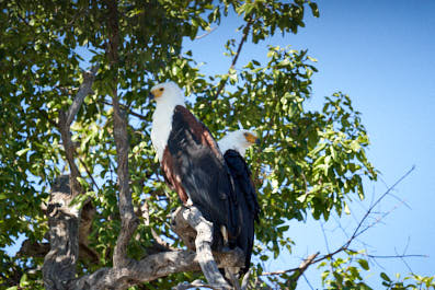 Chobe13
