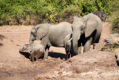 Chobe20