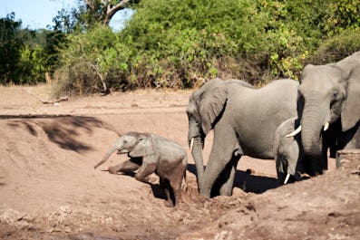Chobe21