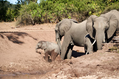 Chobe22