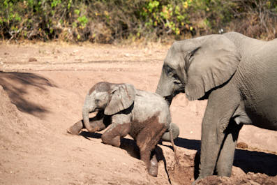 Chobe23
