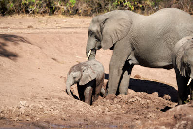 Chobe24