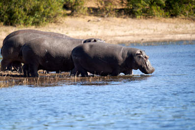 Chobe25