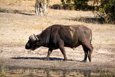 Chobe26
