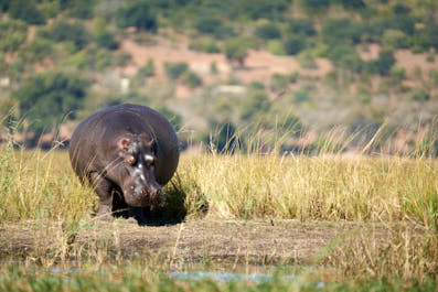 Chobe27