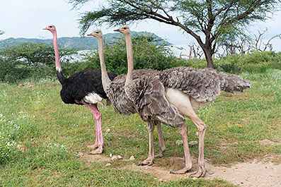 Baringo07