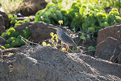 Baringo08