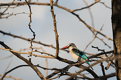 Baringo19