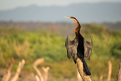 Baringo23