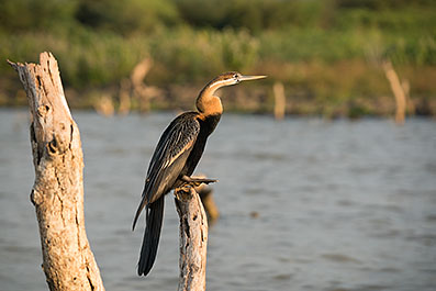 Baringo24