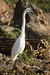 Baringo29