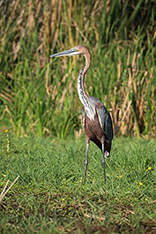 Baringo32