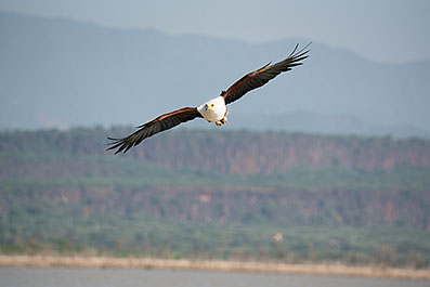 Baringo33