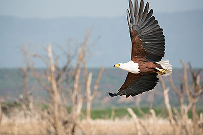 Baringo34