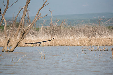 Baringo35