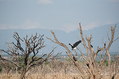 Baringo36