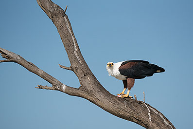 Baringo37