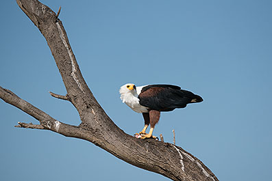 Baringo38