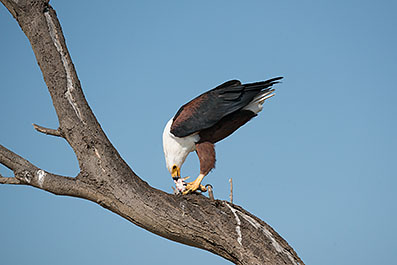 Baringo39