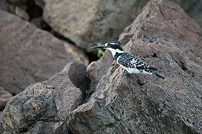 Baringo40