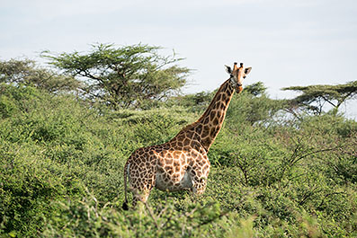 Baringo42