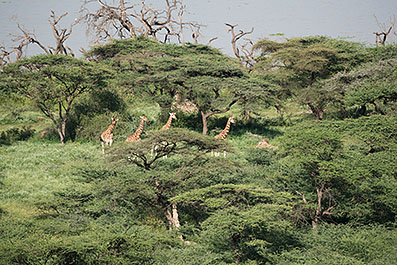 Baringo43