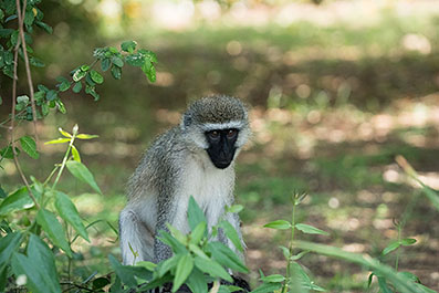 Baringo44