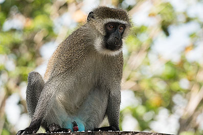 Baringo45