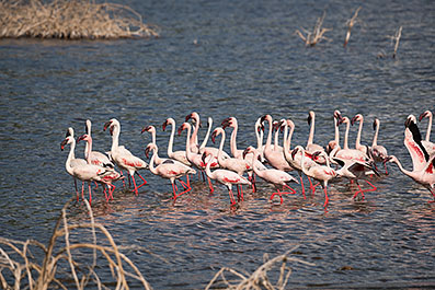 Bogoria03