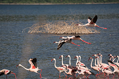 Bogoria04
