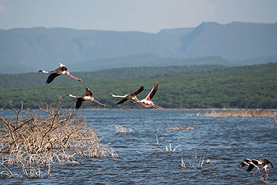 Bogoria05