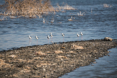 Bogoria06