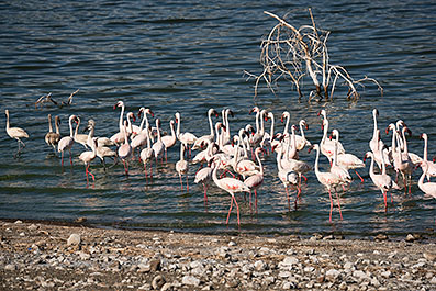 Bogoria07
