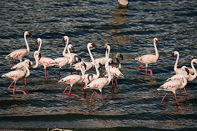 Bogoria08