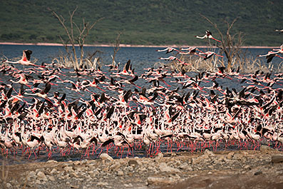 Bogoria09
