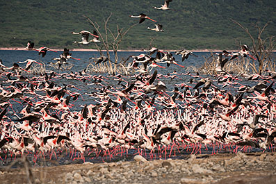 Bogoria10