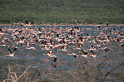 Bogoria11