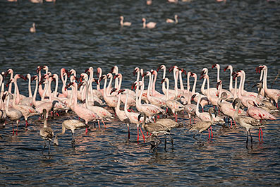 Bogoria12