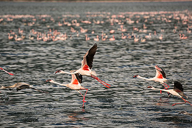 Bogoria13
