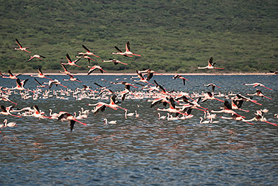 Bogoria14